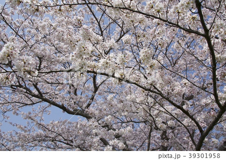桜/千葉県茂原市 39301958