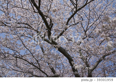 桜/千葉県茂原市 39301959