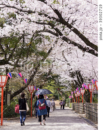 小牧山の桜まつりの賑わい 桜の馬場 小牧山の桜まつりの賑わい 桜の馬場 39302719
