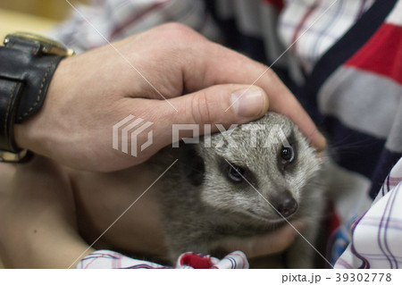 Surikata is patted on the head in the contact zoo Surikata is patted on the head in the contact zoo 39302778
