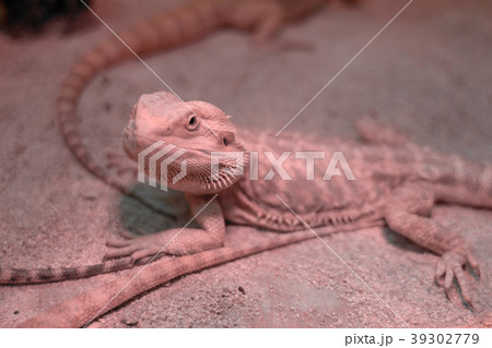 Lizard agama on the sand Lizard agama on the sand 39302779