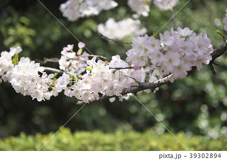 神代曙 サクラ 神代曙 サクラ 39302894