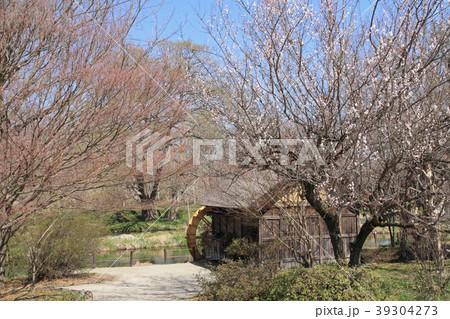 安曇野の春 梅の花咲く水車小屋 安曇野の春 梅の花咲く水車小屋 39304273