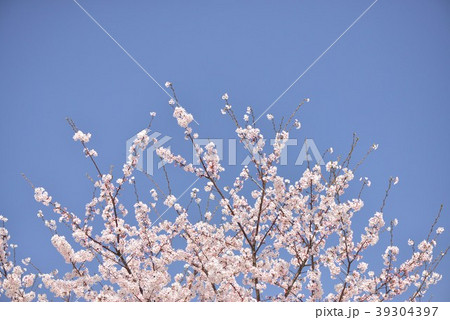 桜・さくら 39304397