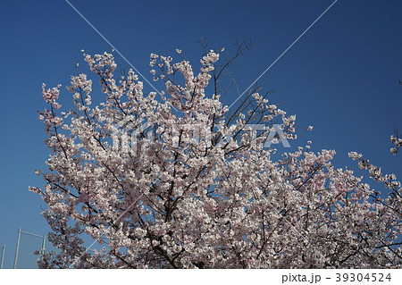 岸和田城と桜 39304524