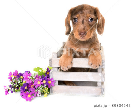 puppy Wire-haired Dachshund 39304542