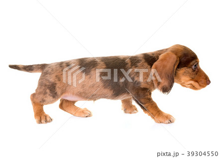puppy Wire-haired Dachshund 39304550
