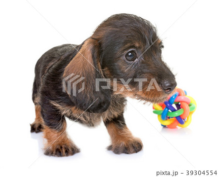 puppy Wire-haired Dachshund puppy Wire-haired Dachshund 39304554