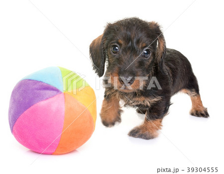 puppy Wire-haired Dachshund 39304555