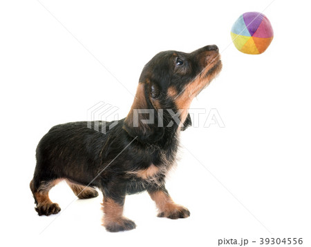 puppy Wire-haired Dachshund 39304556