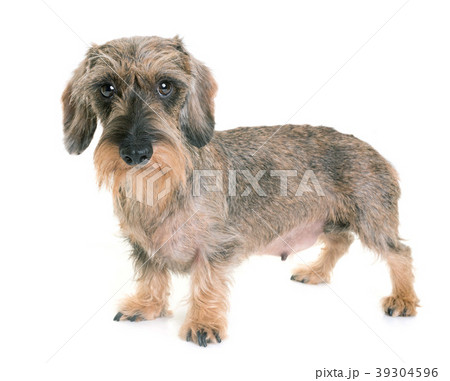 kaninchen Wire-haired Dachshund 39304596