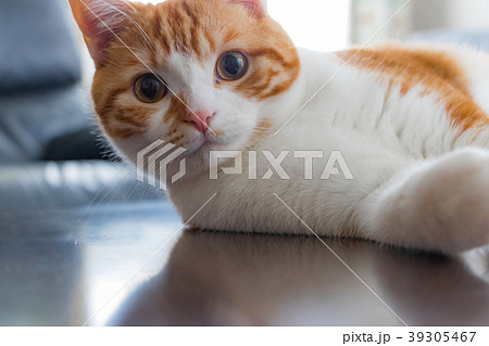 こたつの上でマッタリする白茶ねこ こたつの上でマッタリする白茶ねこ 39305467