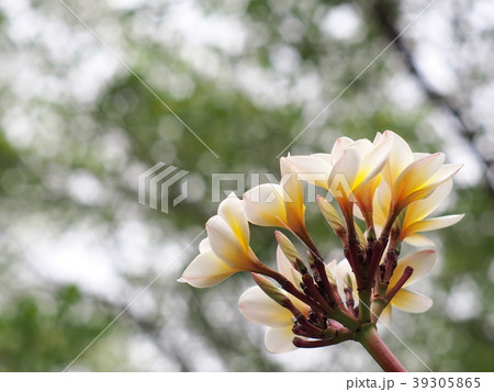 yellow white flowers of Frangipani, Plumeria tree yellow white flowers of Frangipani, Plumeria tree 39305865