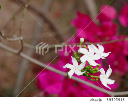 white Gerdenia Crape Jasmine, white flowers 39305913