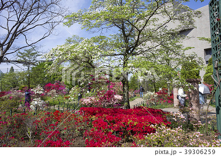都内の公園 都内の公園 39306259