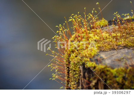 苔の可愛い新芽 苔の可愛い新芽 39306297