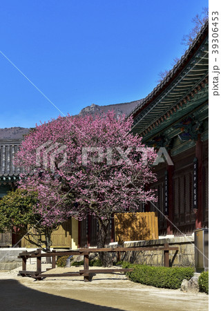 通度寺 紅梅 ヨウンチュクサン 39306453