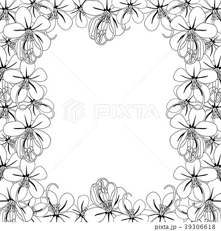 Cassia Fistula - Golden Shower Flower 39306618