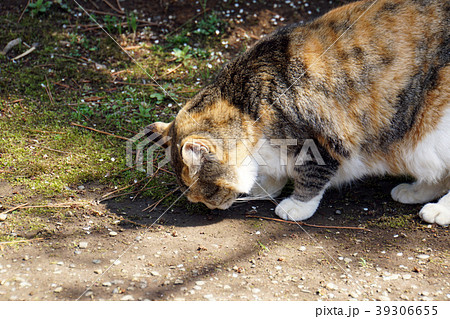 三毛猫 三毛猫 39306655