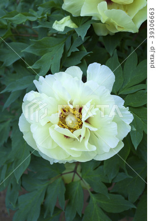 牡丹 牡丹 39306663