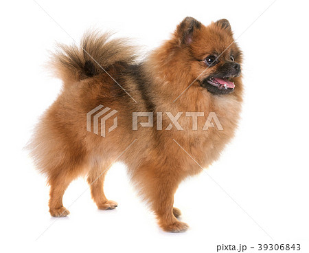 pomeranian spitz in studio pomeranian spitz in studio 39306843