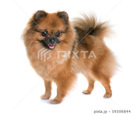 pomeranian spitz in studio 39306844