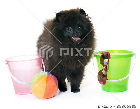pomeranian spitz in studio 39306889