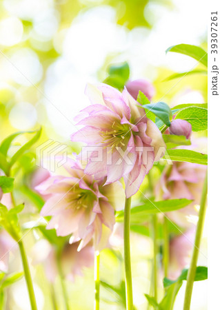 クリスマスローズ 39307261