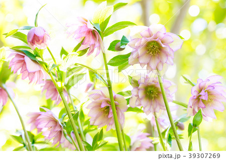 クリスマスローズ クリスマスローズ 39307269