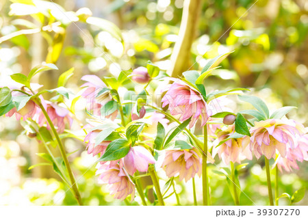 クリスマスローズ クリスマスローズ 39307270