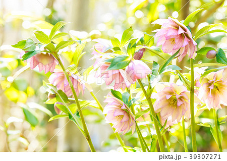 クリスマスローズ クリスマスローズ 39307271