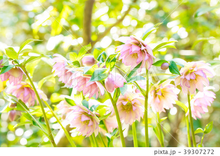 クリスマスローズ 39307272