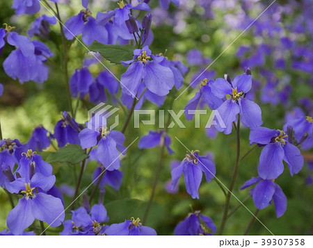 美しい大紫羅欄花 オオアラセイトウ の花畑の写真素材