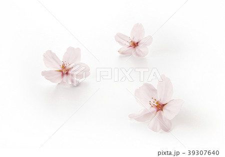 桜の花 ソメイヨシノ(バック飛ばし、影イキ) 桜の花 ソメイヨシノ(バック飛ばし、影イキ) 39307640