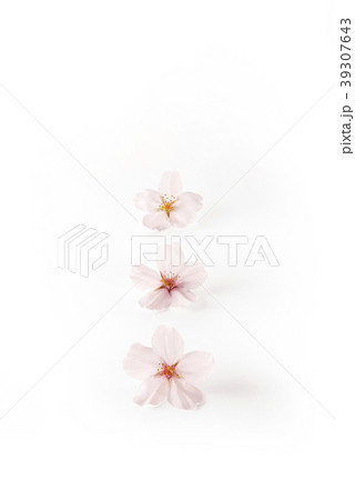 桜の花 ソメイヨシノ(バック飛ばし、影イキ) 桜の花 ソメイヨシノ(バック飛ばし、影イキ) 39307643