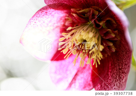 クリスマスローズ 39307738