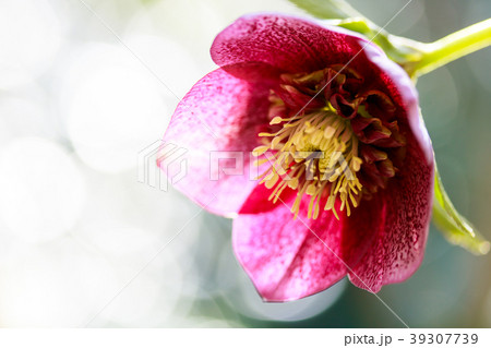 クリスマスローズ 39307739