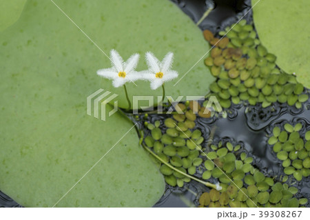 ニンフォイデス 39308267