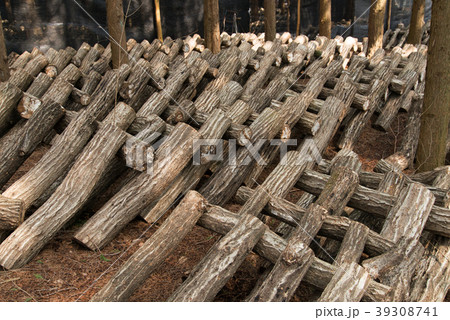 しいたけ栽培 39308741