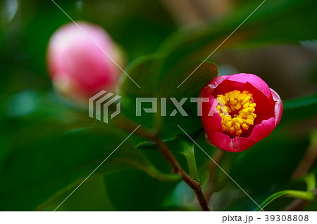 ツバキ・淡妙連寺 39308808