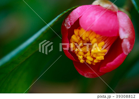ツバキ・淡妙連寺 39308812