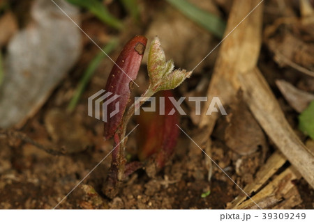 自然　植物　コナラ、三月になって実生から本葉が出てきました。コナラの発芽率はなかなか良さそうです② 39309249