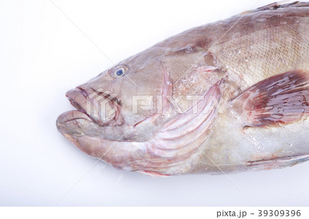 マハタ（タカバ） 39309396