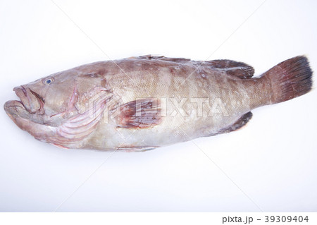 マハタ（タカバ） 39309404