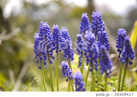 紫の花 紫の花 39309417