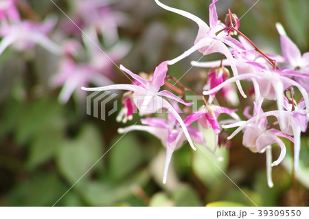 春イメージ イカリソウ 春イメージ イカリソウ 39309550