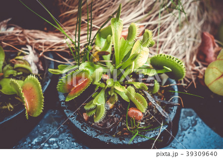 Venus flytrap, carnivorous plant 39309640