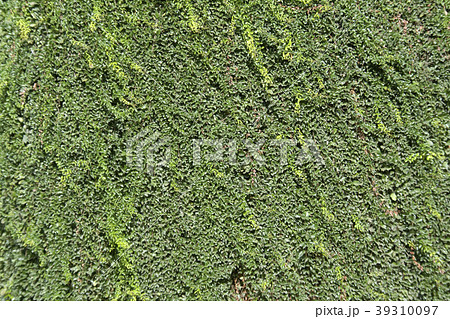 Green Sticky Creeper Green Sticky Creeper 39310097