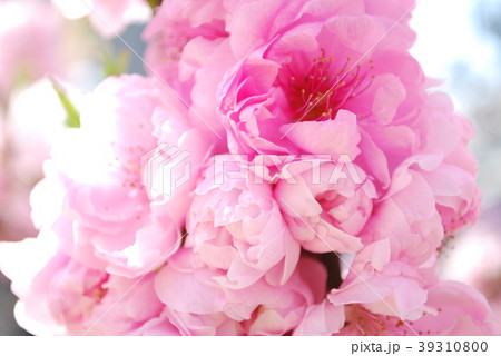 ハナモモ 39310800