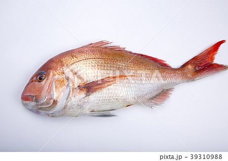 鯛　食材 39310988